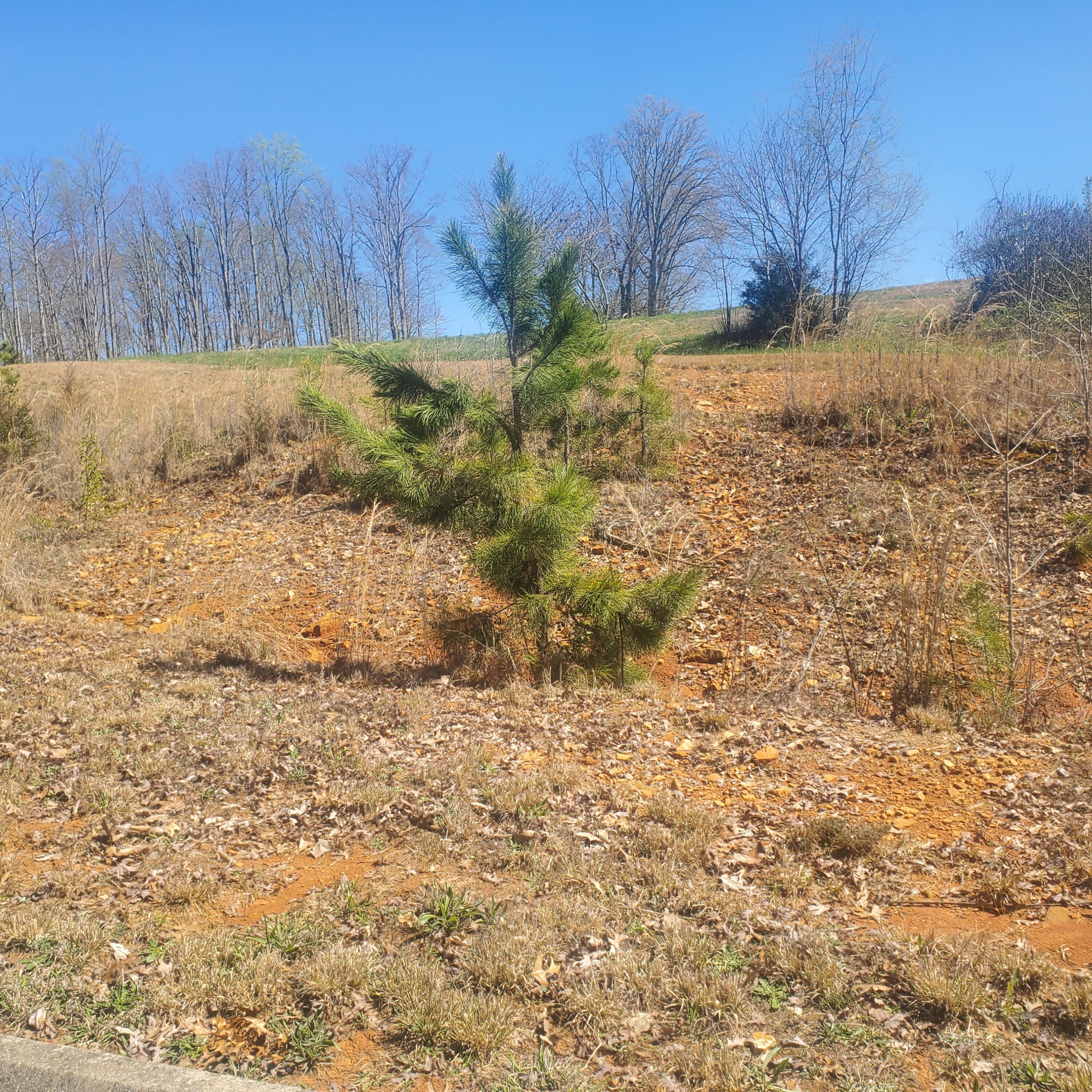Lot 143 Tumbleweed Trail Rutledge, TN 37861 - Photo 7 of 30 7