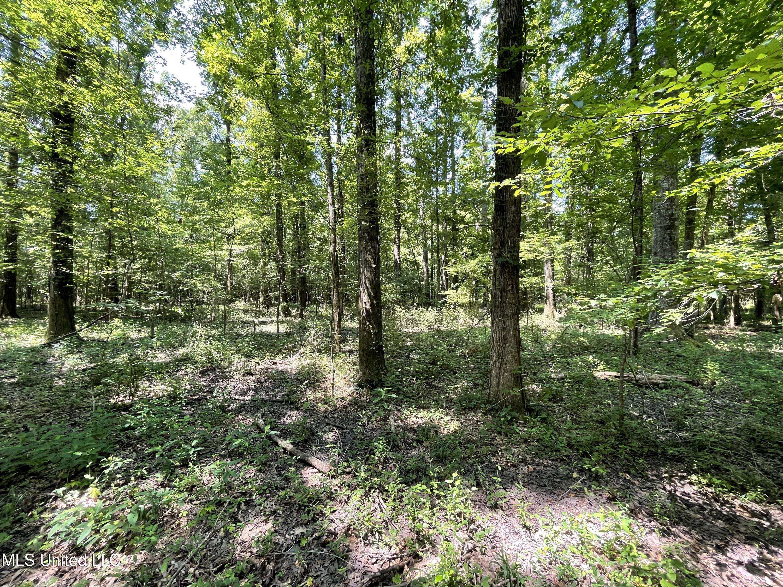 Kickapoo Road Jackson, MS 39209 - Photo 4 of 7 IMG_3597