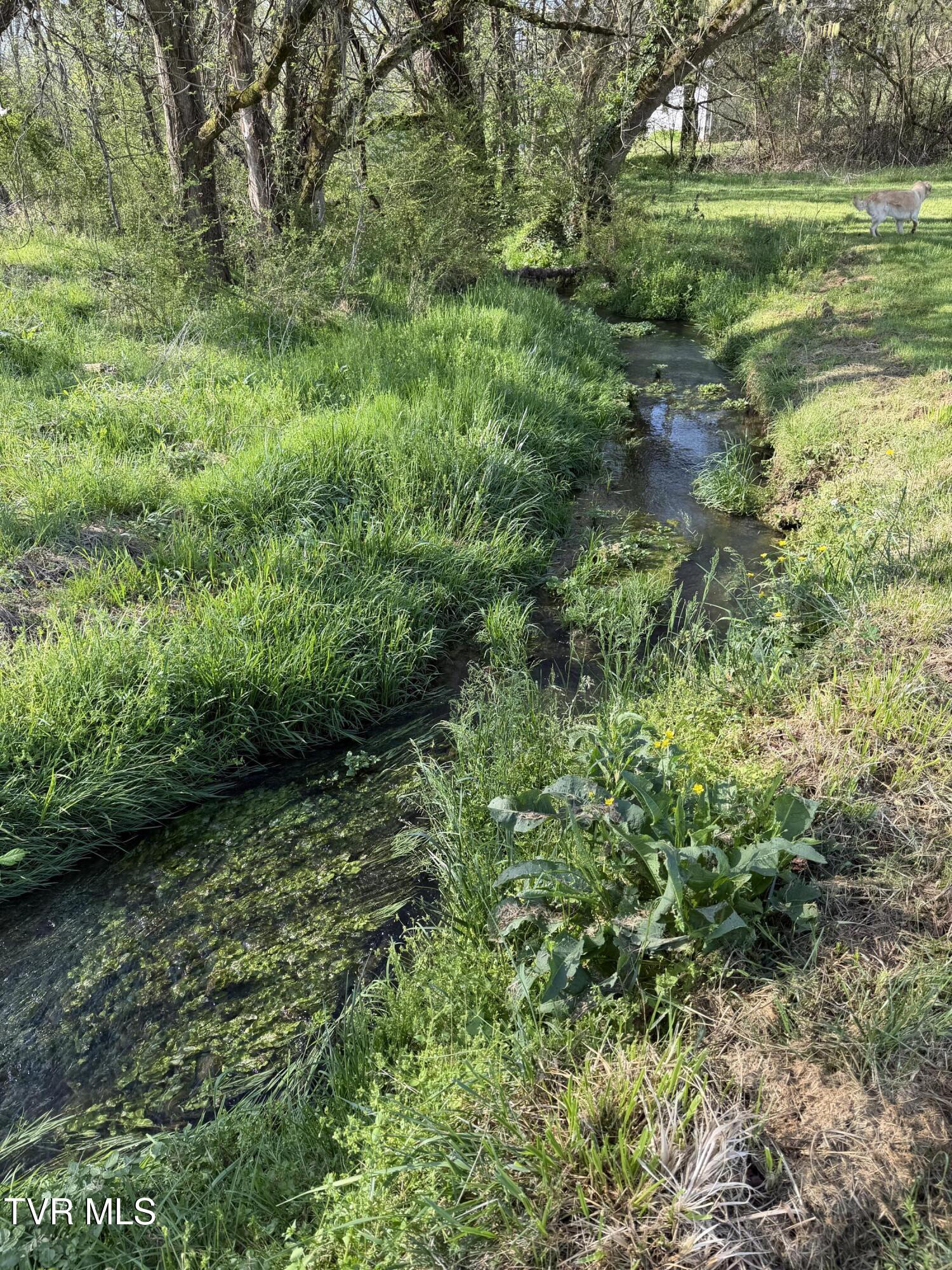 2200 Sunnyside Road Greeneville, TN 37743 - Photo 29 of 36 IMG_7550