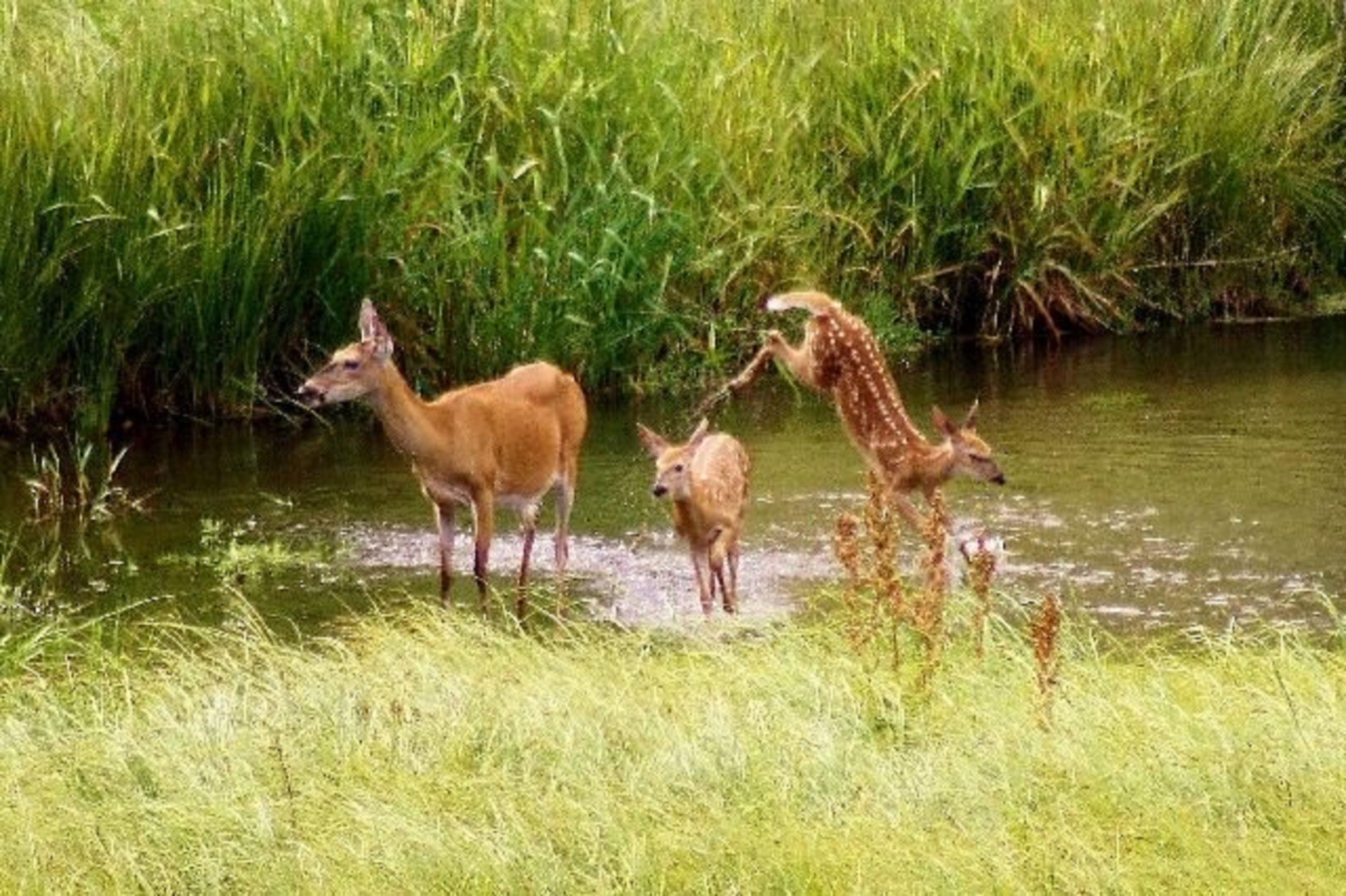 101 Pines Road Newport, WA 99156 - Photo 7 of 8