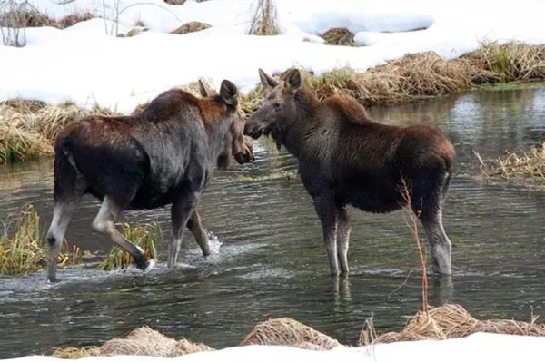 $125,000 | 101 Pines Road, Newport, WA 99156