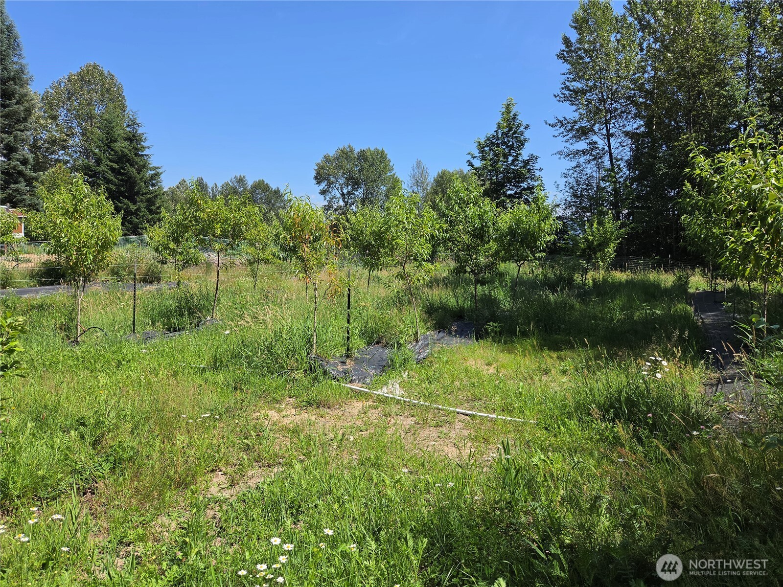 108 Savio Road East Randle, WA 98377 - Photo 32 of 33