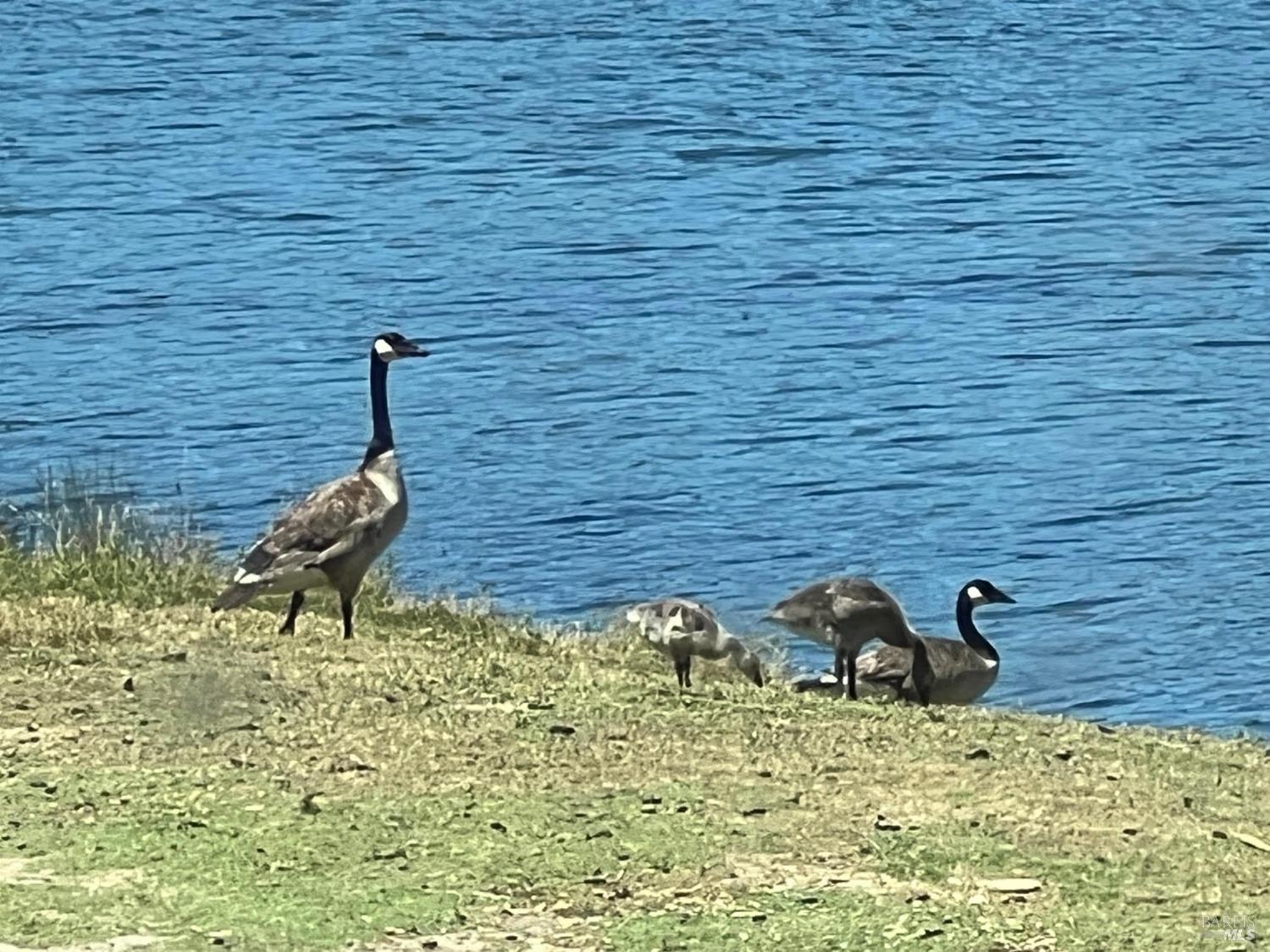 2230 Stagecoach Canyon Road Pope Valley, CA 94567 - Photo 27 of 29 a backyard of a house