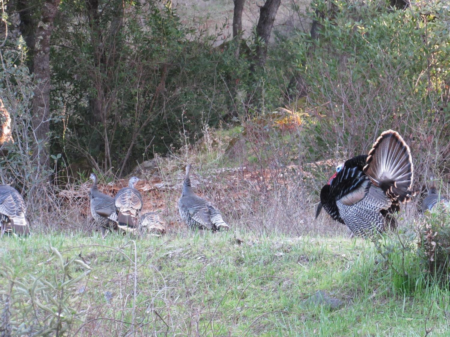 2230 Stagecoach Canyon Road Pope Valley, CA 94567 - Photo 28 of 29 a backyard of a house with lots of green space and plants