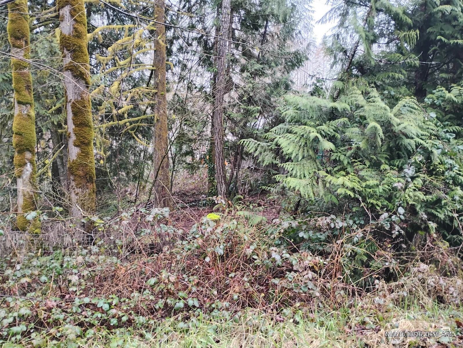 611 East Daniels Road Shelton, WA 98584 - Photo 6 of 11 a view of a forest with a tree