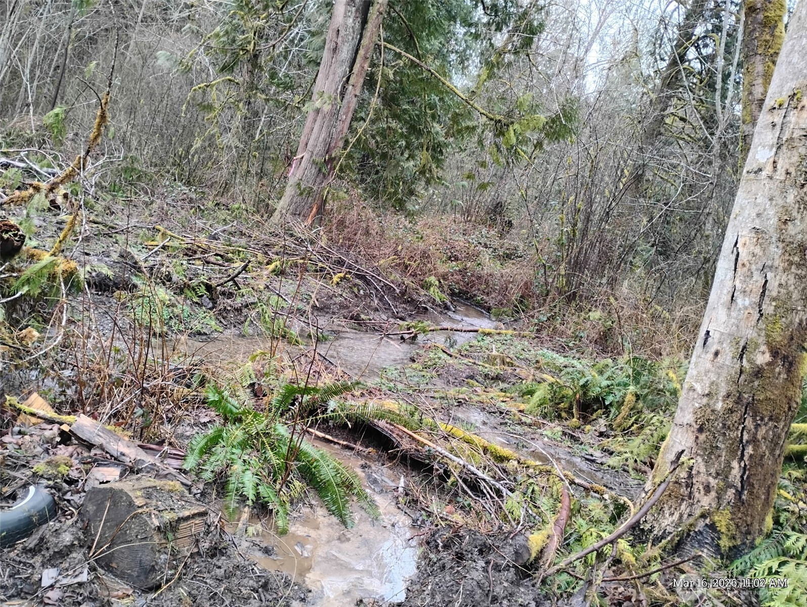 611 East Daniels Road Shelton, WA 98584 - Photo 9 of 11 a view of a forest with trees