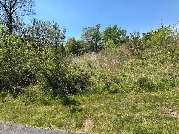 a view of a forest with a tree