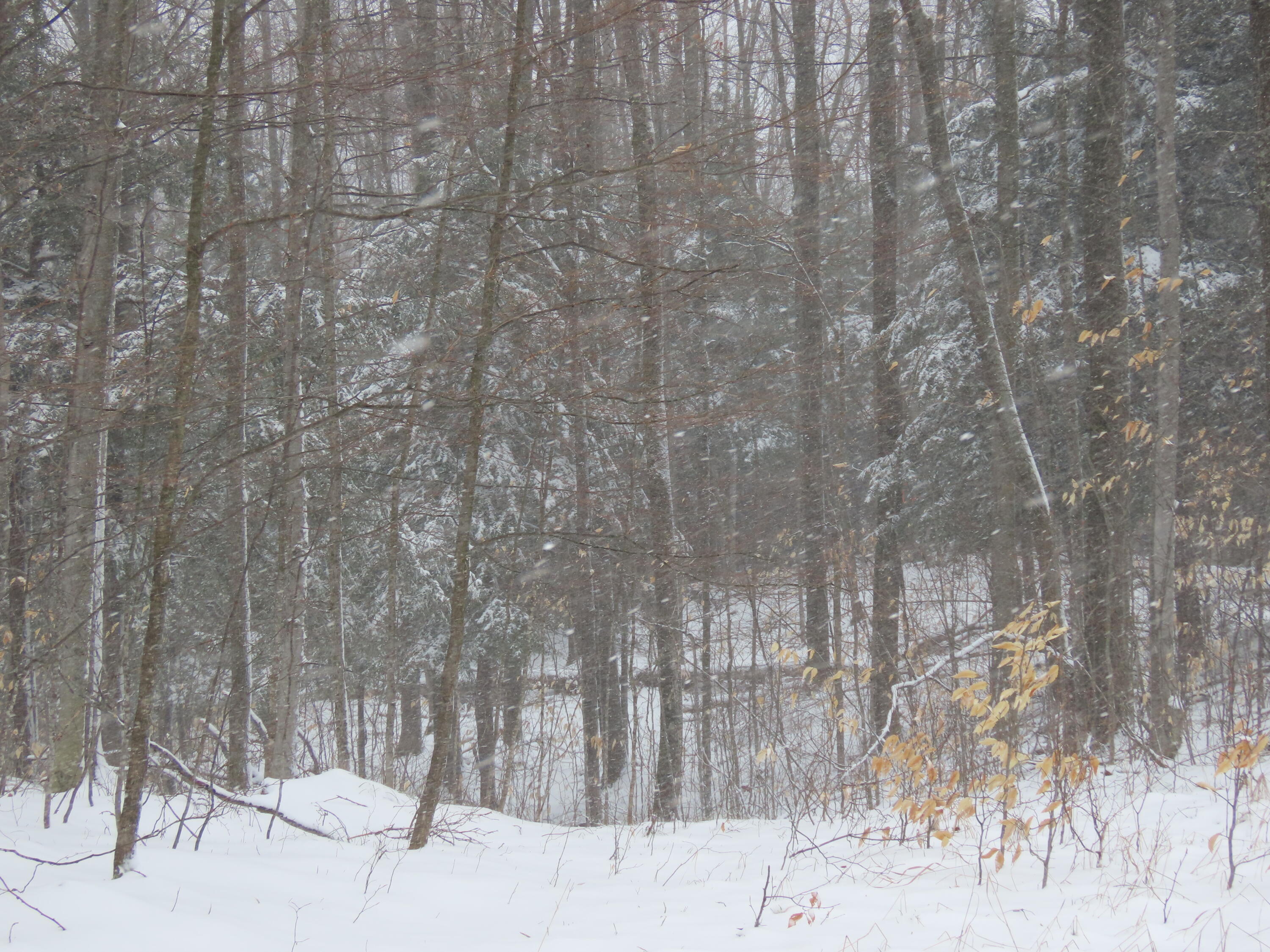 12261 Secrist Road Atlanta, MI 49709 - Photo 37 of 37 Gallery Image 37