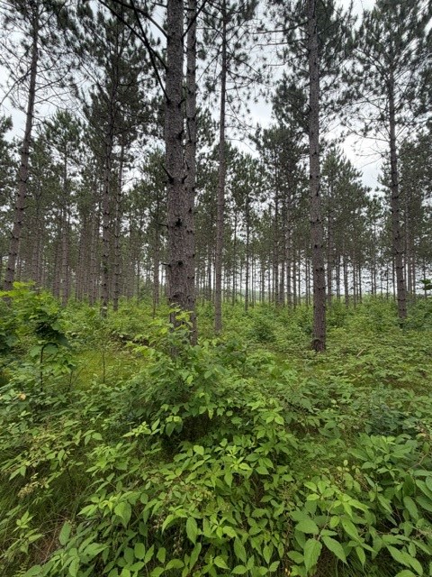20-acres North 5th Avenue Spooner, WI 54801 - Photo 7 of 12