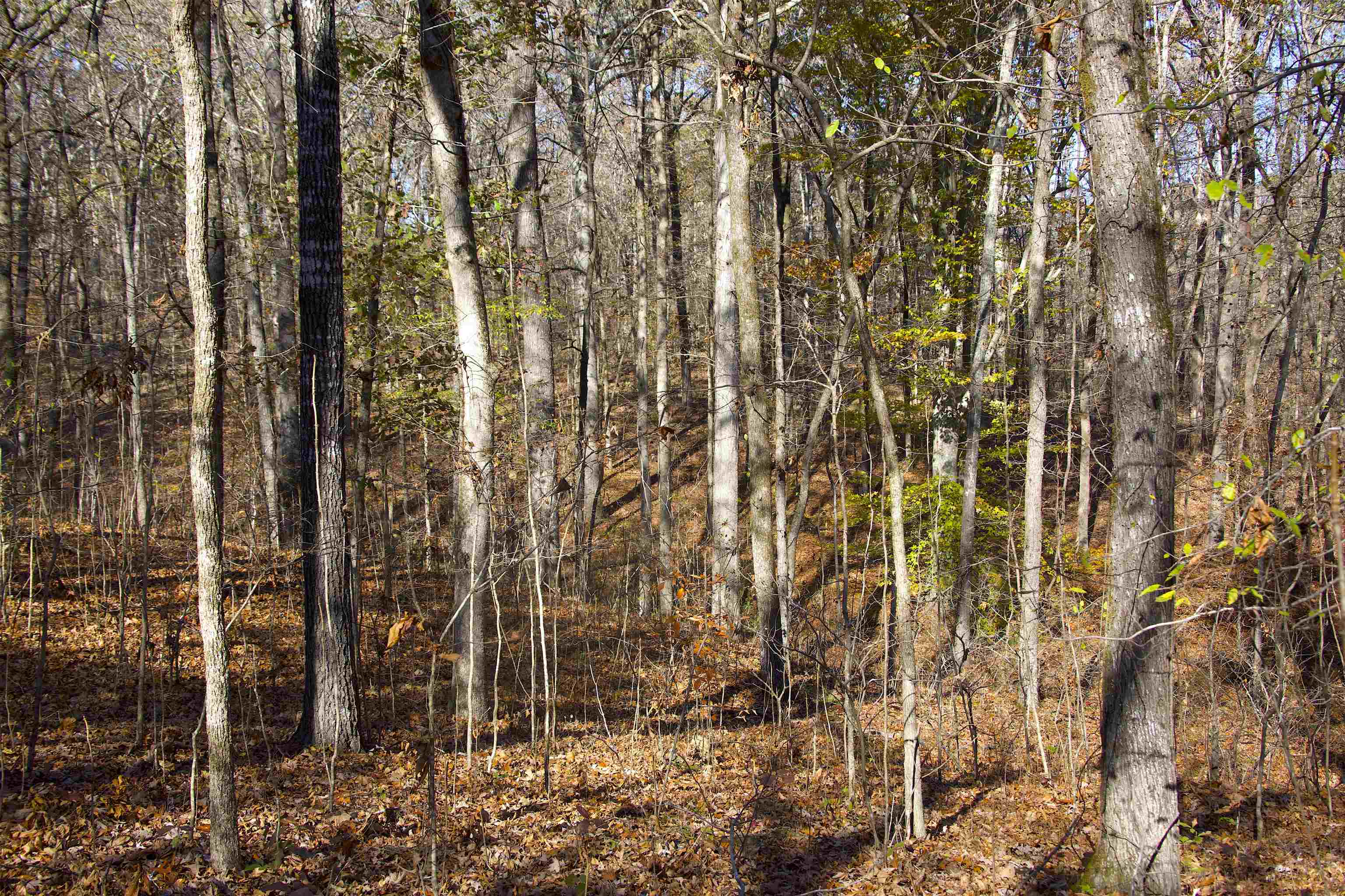 0 Duck Pond Road Holly Springs, MS 38635 - Photo 13 of 25 Gallery Image 13