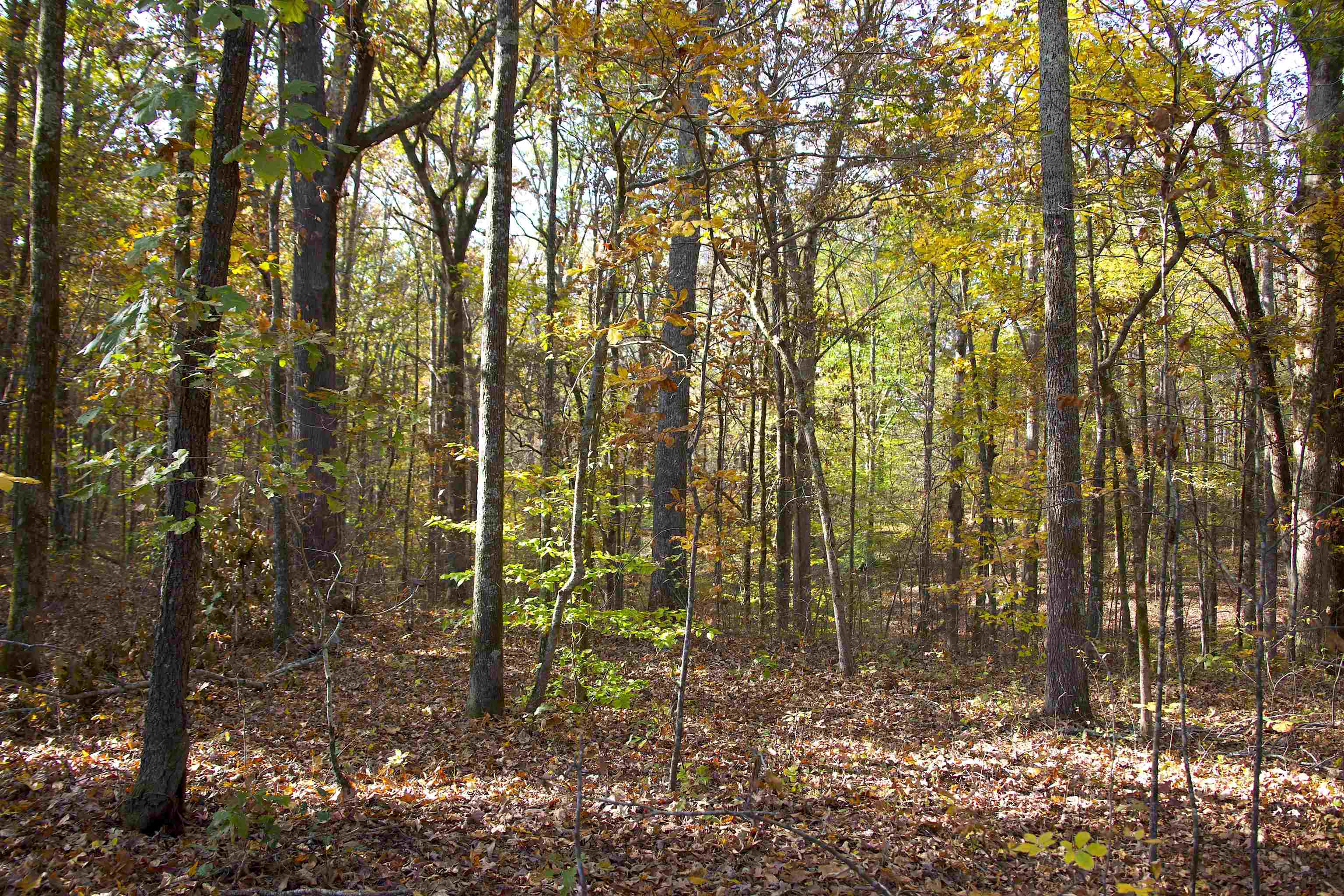 0 Duck Pond Road Holly Springs, MS 38635 - Photo 10 of 25 Gallery Image 10