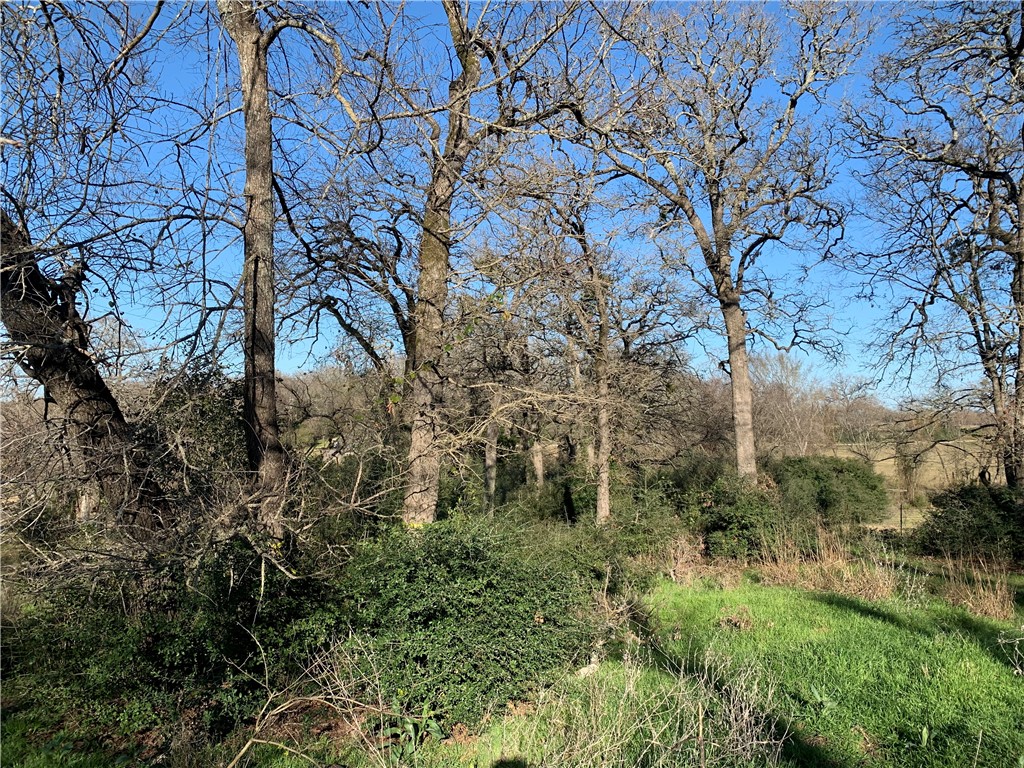 482 Lcr 794 Mexia, TX 76667 - Photo 5 of 10 a view of a tree in a yard