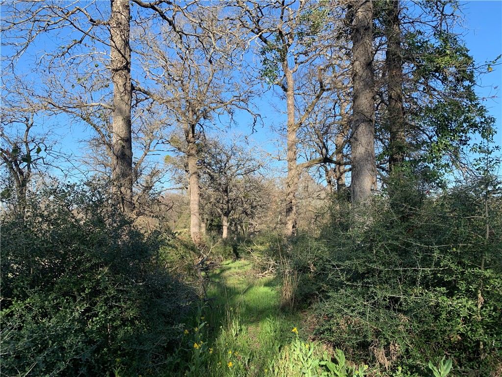 482 Lcr 794 Mexia, TX 76667 - Photo 7 of 10 a view of a lake with a tree