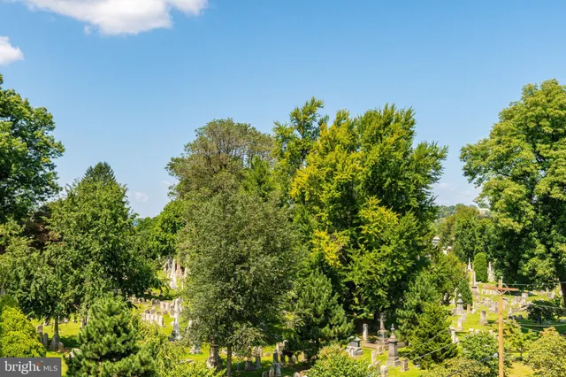 a view of a big yard with plants and large trees