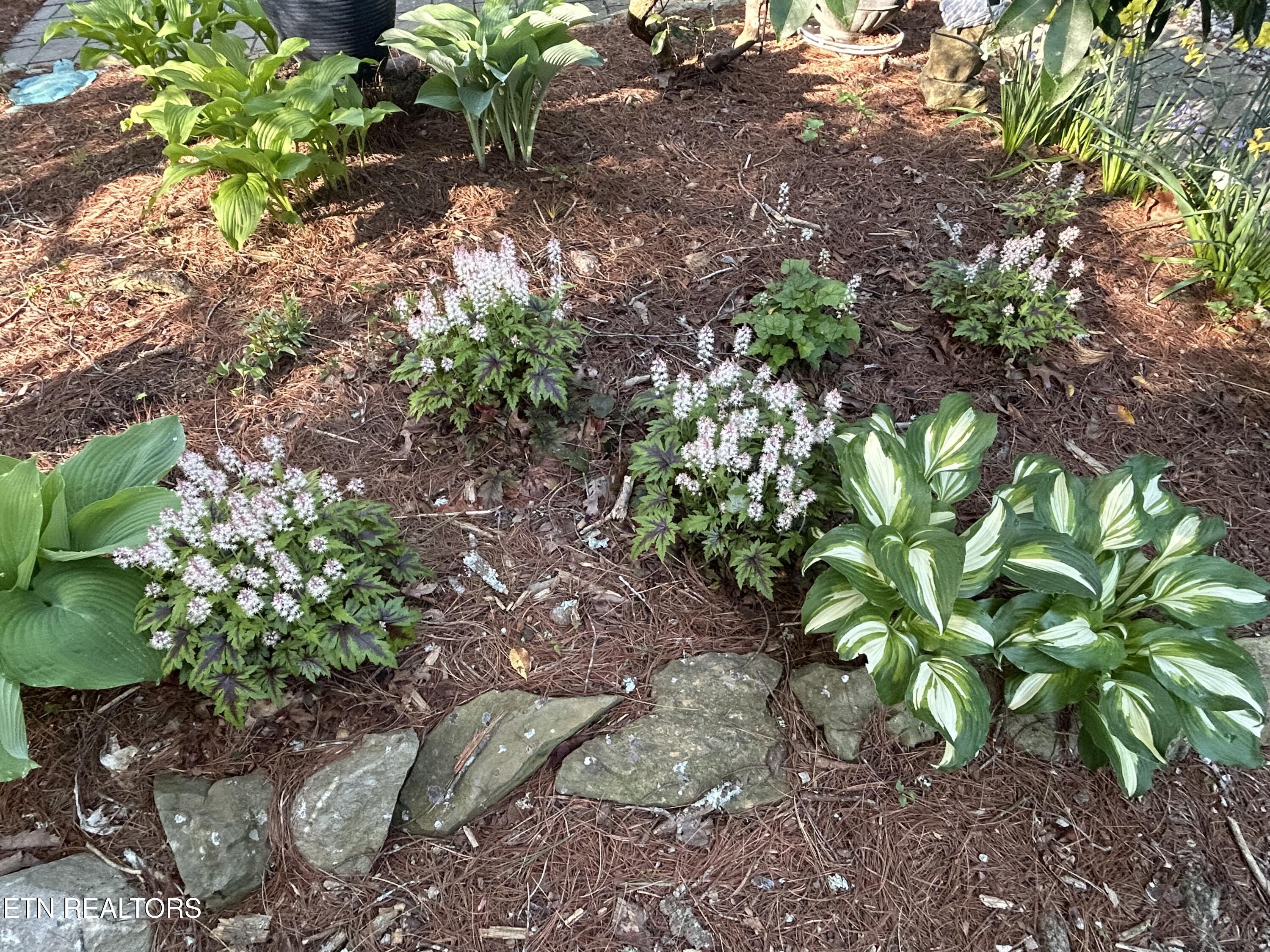 151 Gold Miners Road Tellico Plains, TN 37385 - Photo 47 of 59 IMG_0474