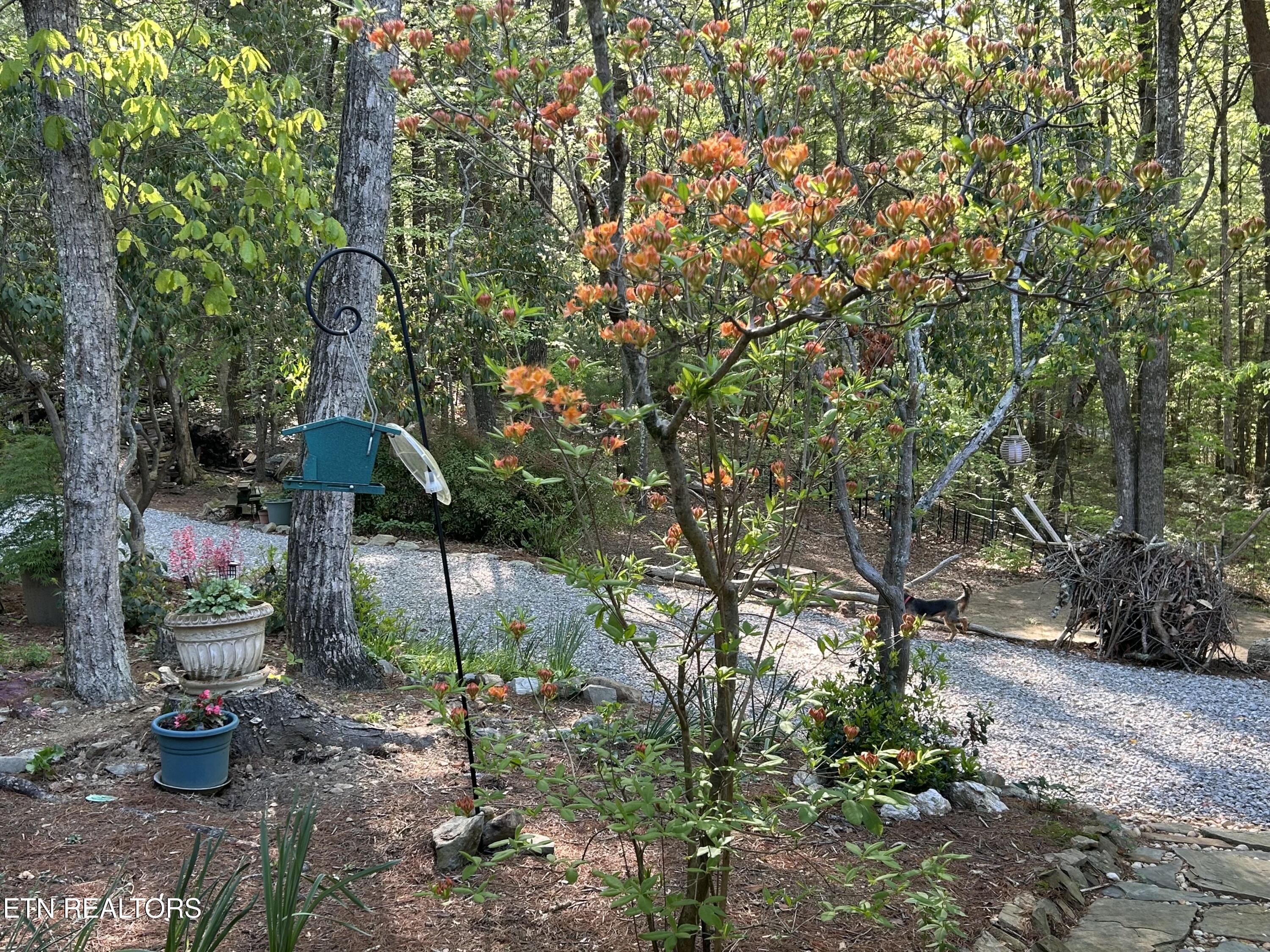 151 Gold Miners Road Tellico Plains, TN 37385 - Photo 49 of 59 IMG_0594