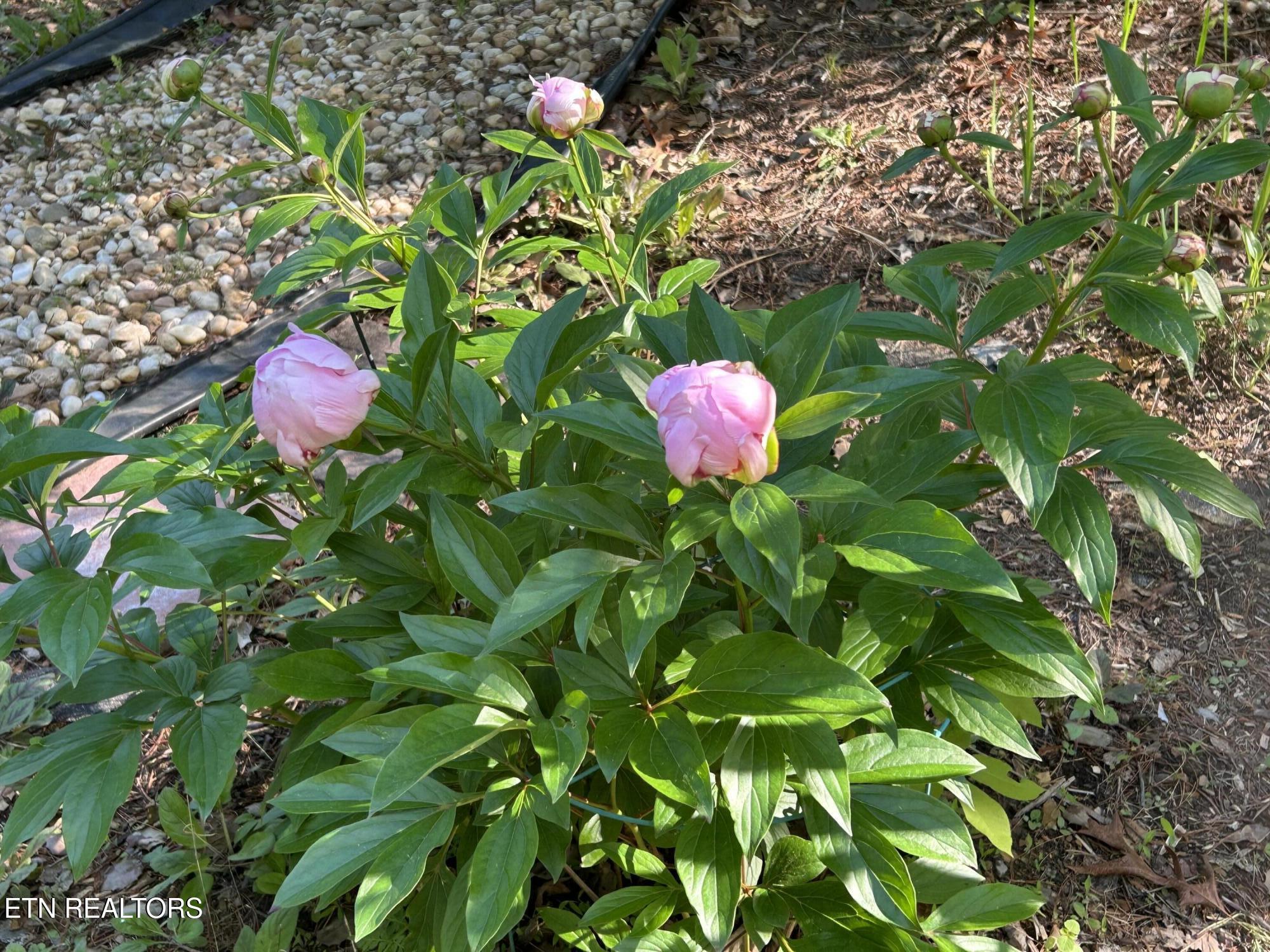 151 Gold Miners Road Tellico Plains, TN 37385 - Photo 51 of 59 IMG_0599