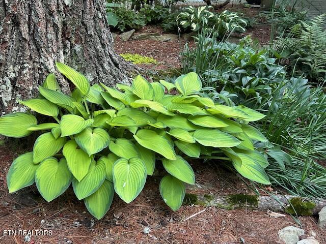 151 Gold Miners Road Tellico Plains, TN 37385 - Photo 52 of 59 IMG_0652