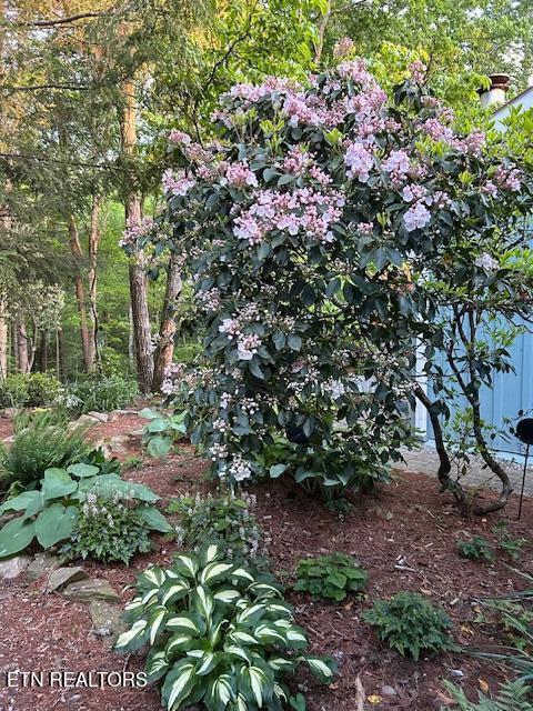 151 Gold Miners Road Tellico Plains, TN 37385 - Photo 54 of 59 IMG_0648