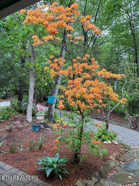 151 Gold Miners Road Tellico Plains, TN 37385 - Photo 56 of 59 IMG_0641