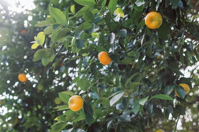 $499,000 | 6546 D Kuamoo Road, Unit 4, Kapaa, HI 96746