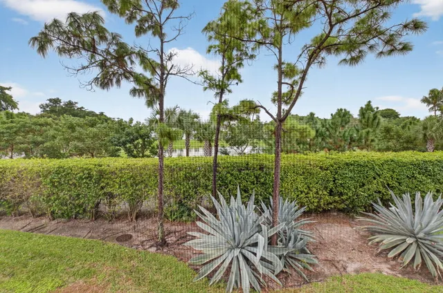 a view of a yard with plants and a large tree