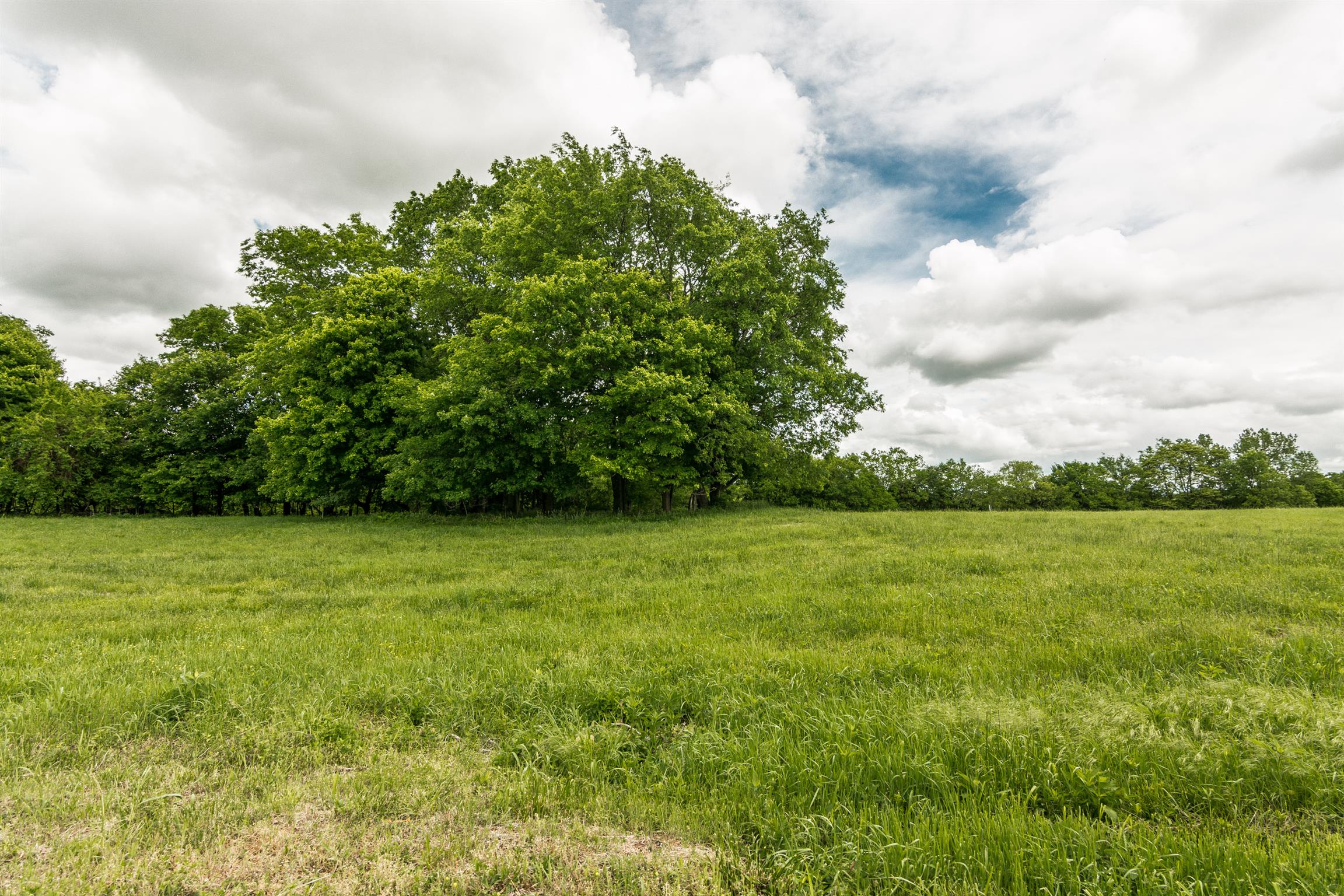 900 York Road Mount Juliet, TN 37122 - Photo 8 of 17 Mature Trees