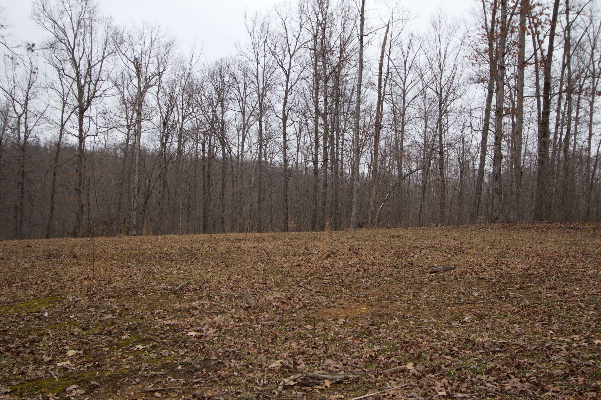 0 Tummins Road McEwen, TN 37101 - Photo 22 of 37 Gallery Image 22