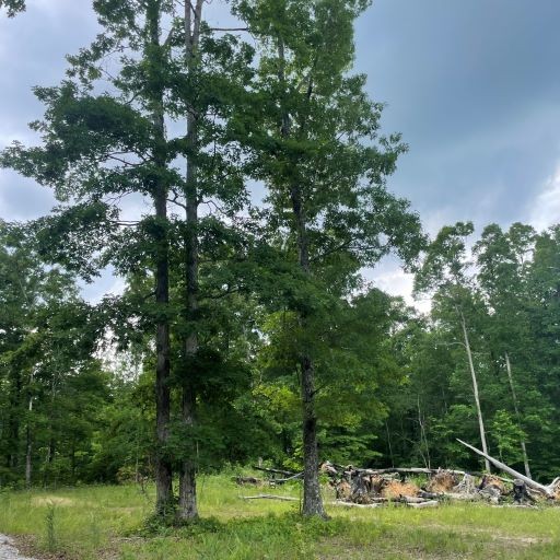 0 Tummins Road McEwen, TN 37101 - Photo 3 of 37 Gallery Image 3