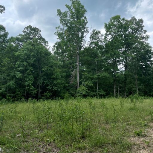 0 Tummins Road McEwen, TN 37101 - Photo 10 of 37 Gallery Image 10