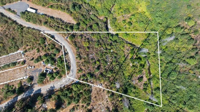 a view of a lush green forest with a mountain