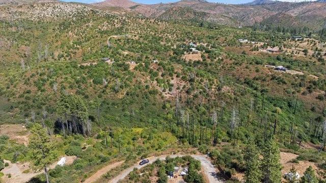 a view of a lush green forest with trees in the background