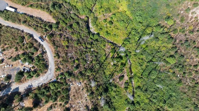 a view of a lush green forest with lots of trees
