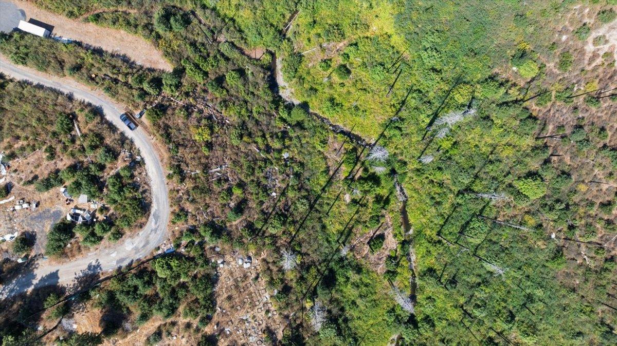 0 Danville Circle Oroville, CA 95965 - Photo 20 of 21 a view of a lush green forest with lots of trees