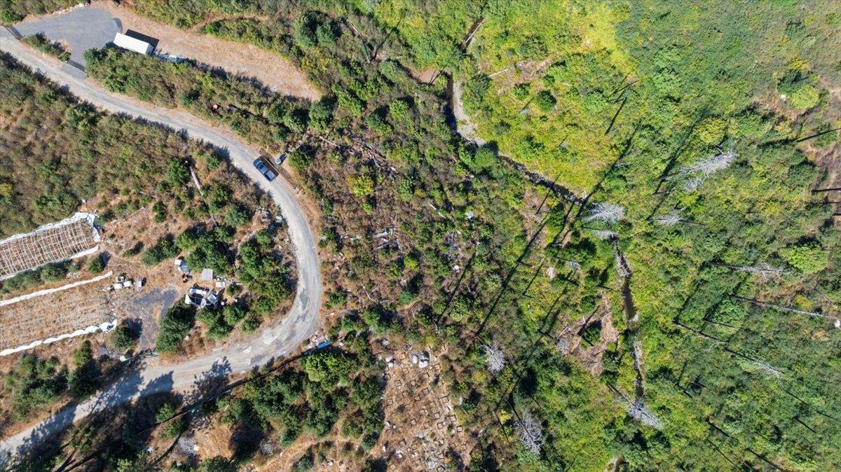 0 Danville Circle Oroville, CA 95965 - Photo 21 of 21 a view of a lush green forest with lots of trees