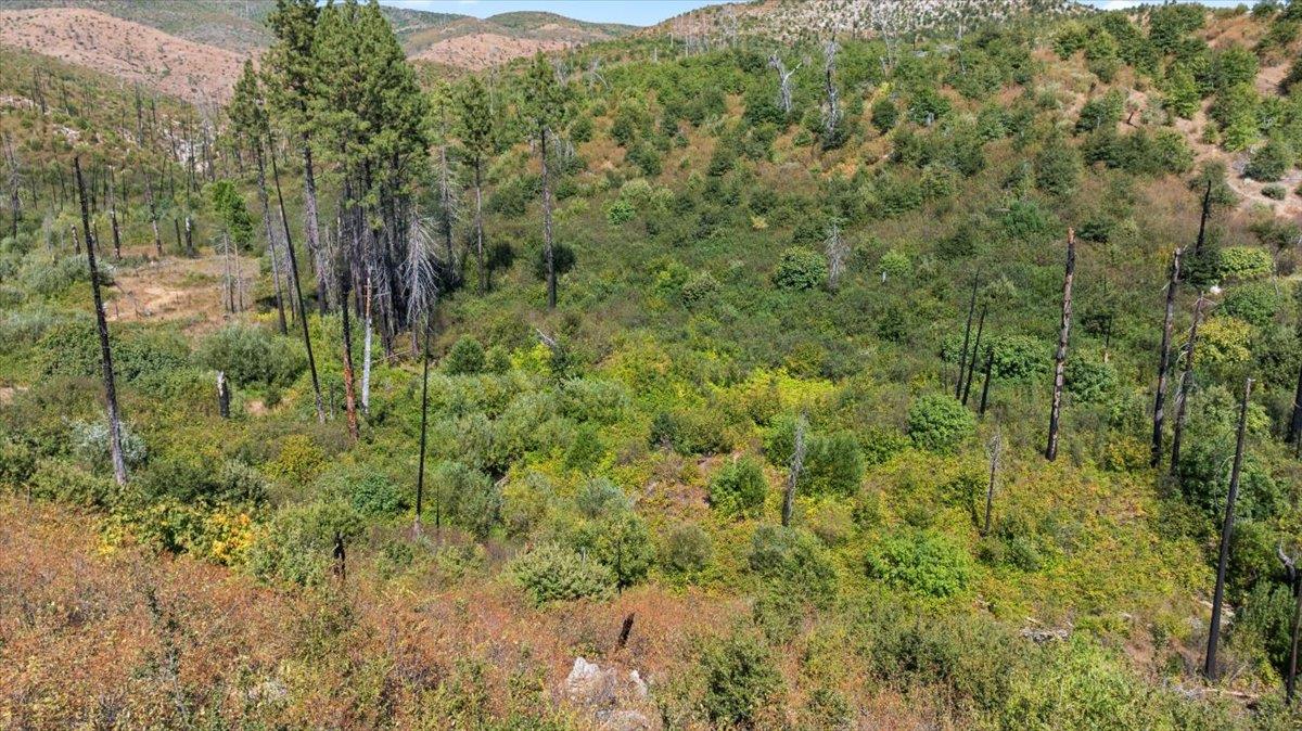 0 Danville Circle Oroville, CA 95965 - Photo 4 of 21 a view of a forest with a street
