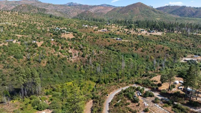 a view of a lush green forest with trees in the background