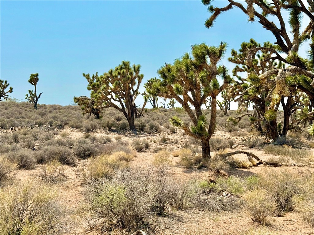 26681 Yucca Meadview, AZ 86444 - Photo 7 of 25 a view of a yard with a tree