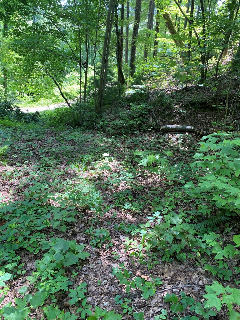 L336 Brushy Top Road Ellijay, GA 30540 - Photo 8 of 15 Gallery Image 8