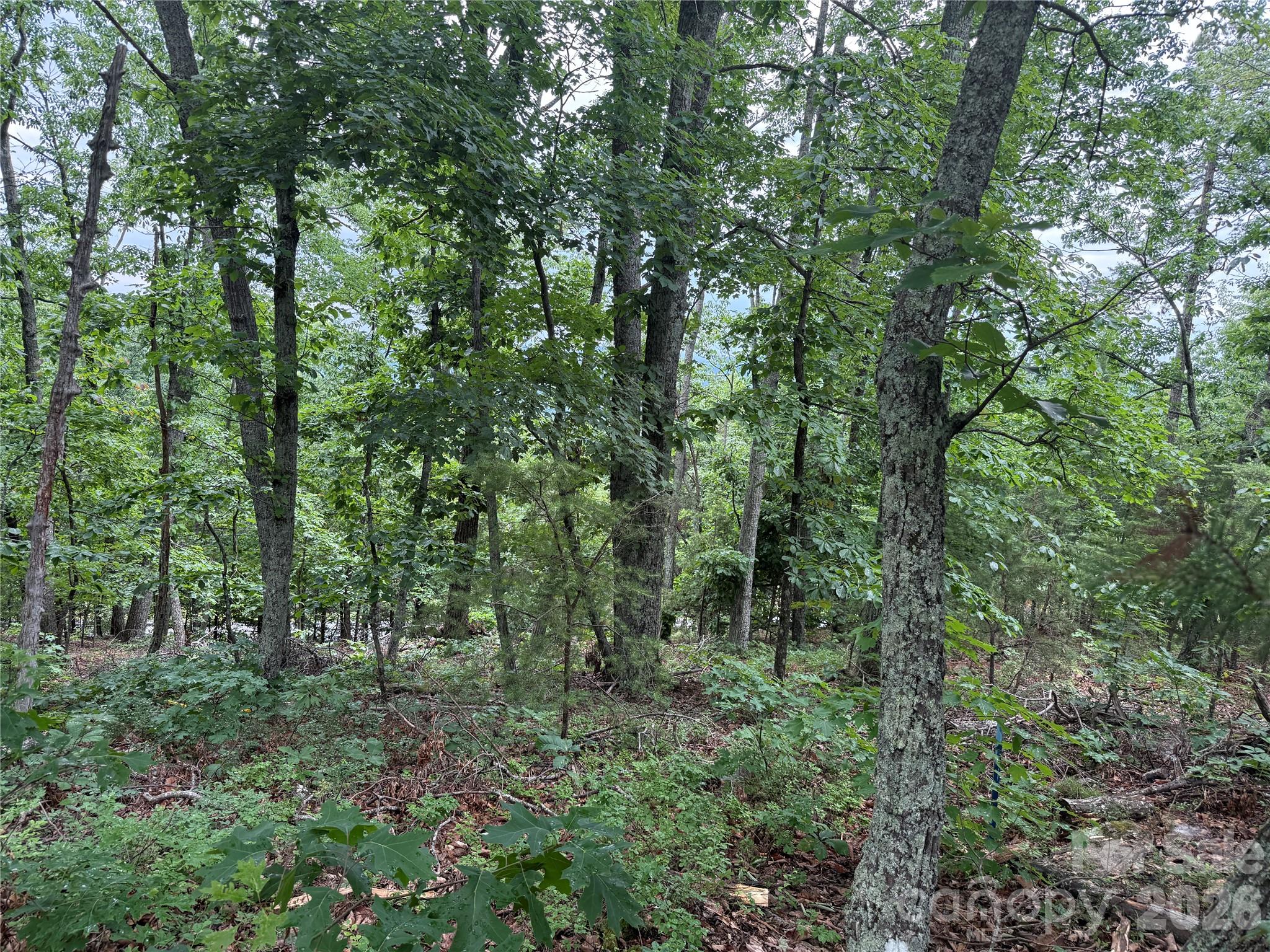 0 Arbra Mountain Road, Unit 54 Bostic, NC 28018 - Photo 4 of 11