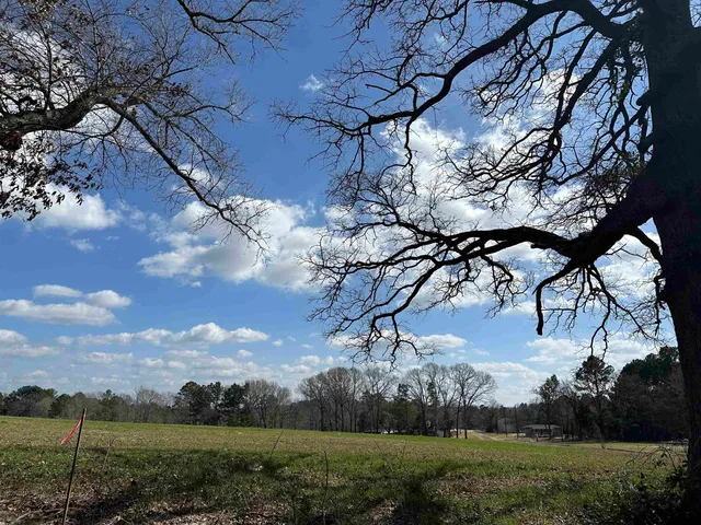 a view of a yard with large tree