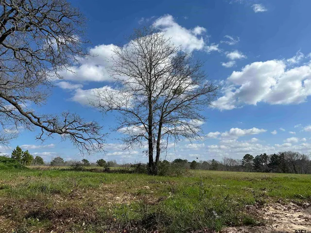a view of a garden with a tree