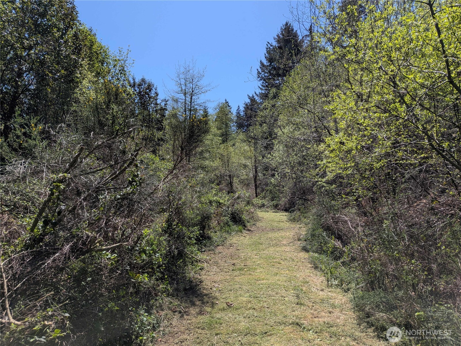 0 Cornwall Road Northwest Lakebay, WA 98349 - Photo 14 of 14 a view of a yard with trees