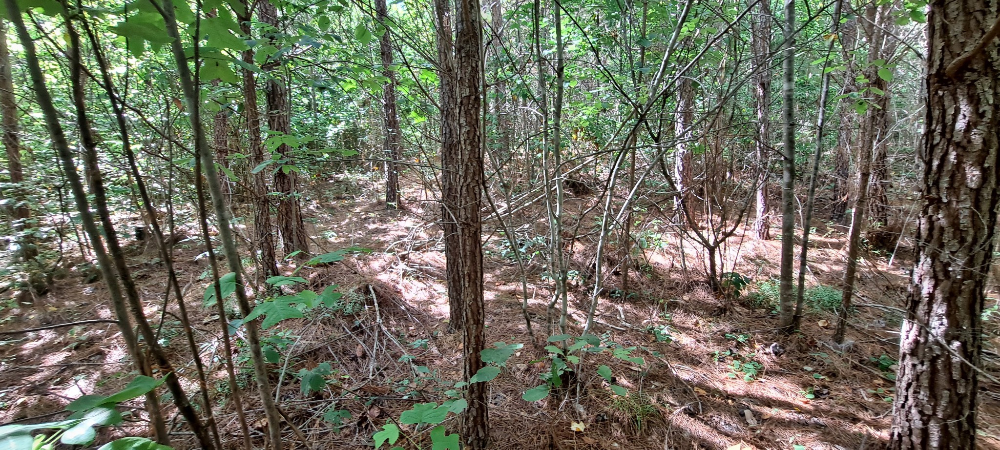 0 Ed Lyell Road Bon Aqua, TN 37025 - Photo 12 of 21