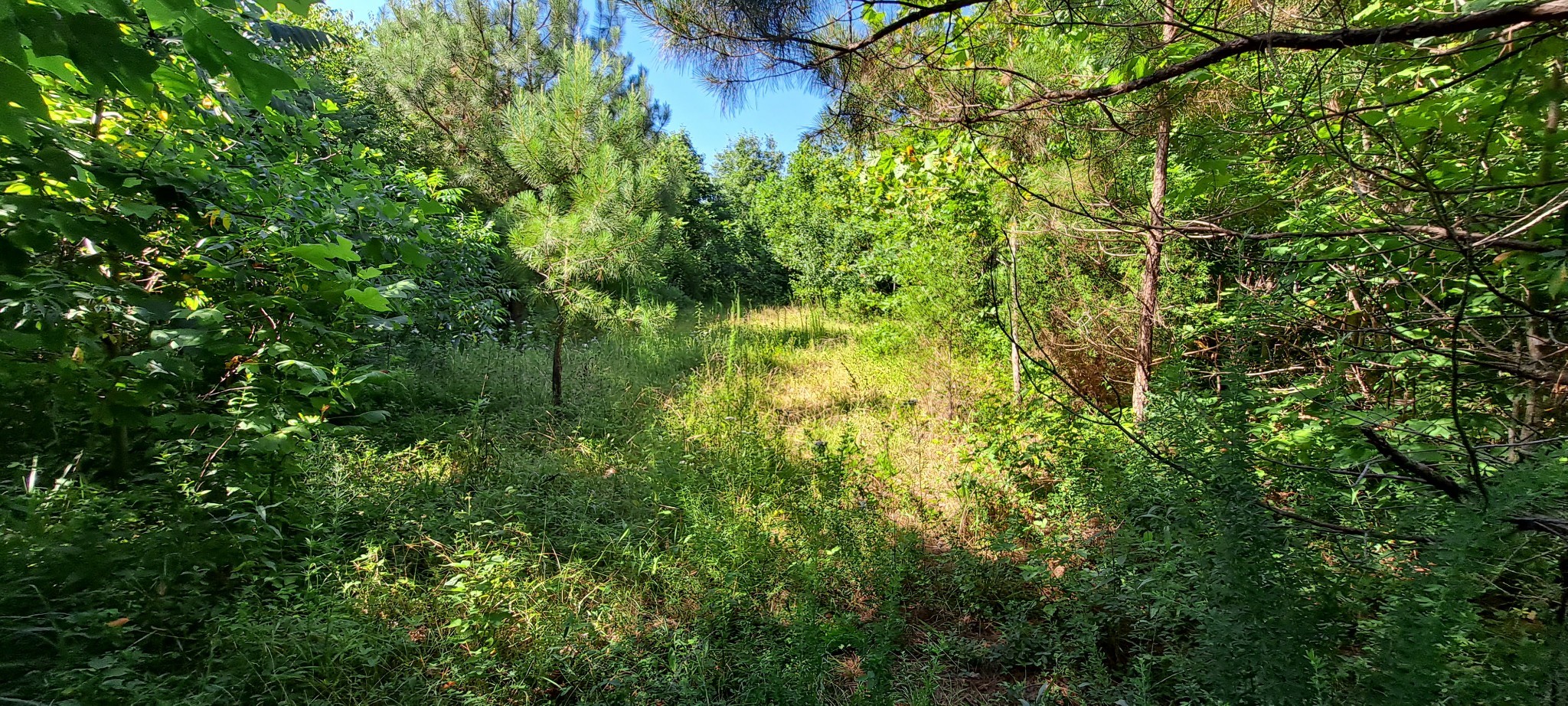 0 Ed Lyell Road Bon Aqua, TN 37025 - Photo 17 of 21
