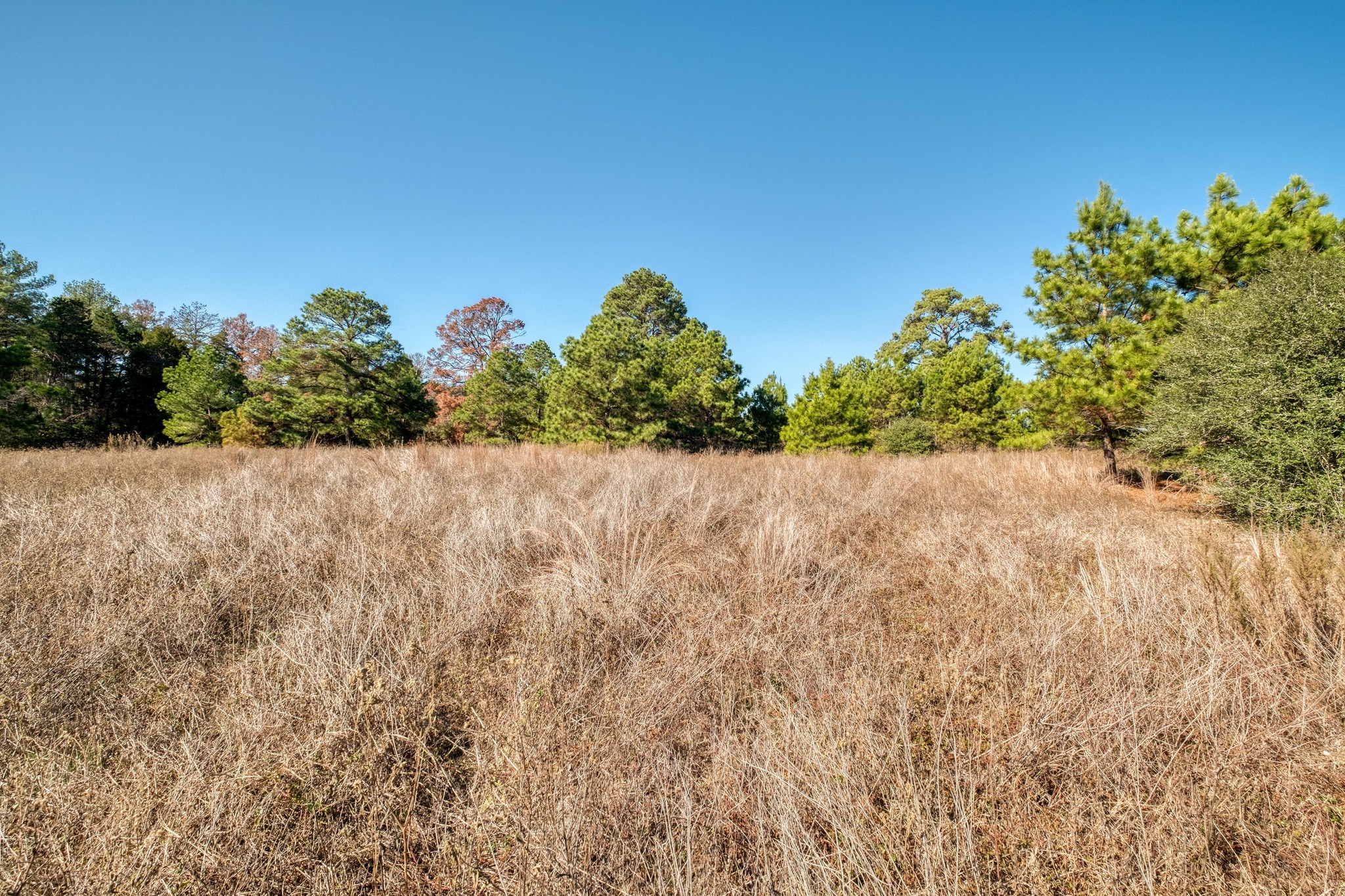 0 Dunbar Road McDade, TX 78650 - Photo 7 of 11 Gorgeous homesite near back corner with large grove of tall pines.