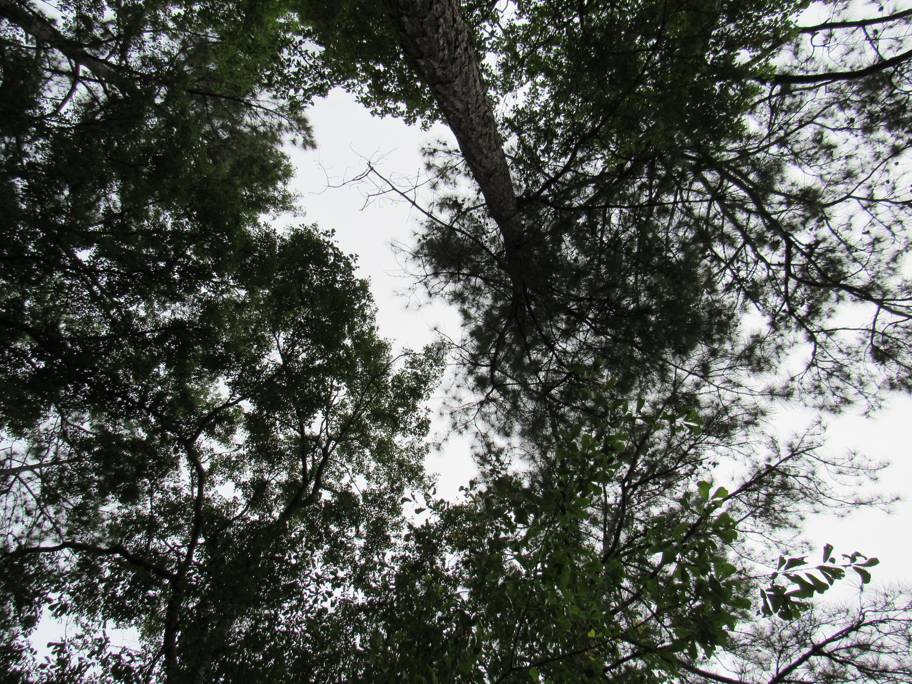 1434 Pinopolis Road Moncks Corner, SC 29461 - Photo 11 of 11 Towering Trees