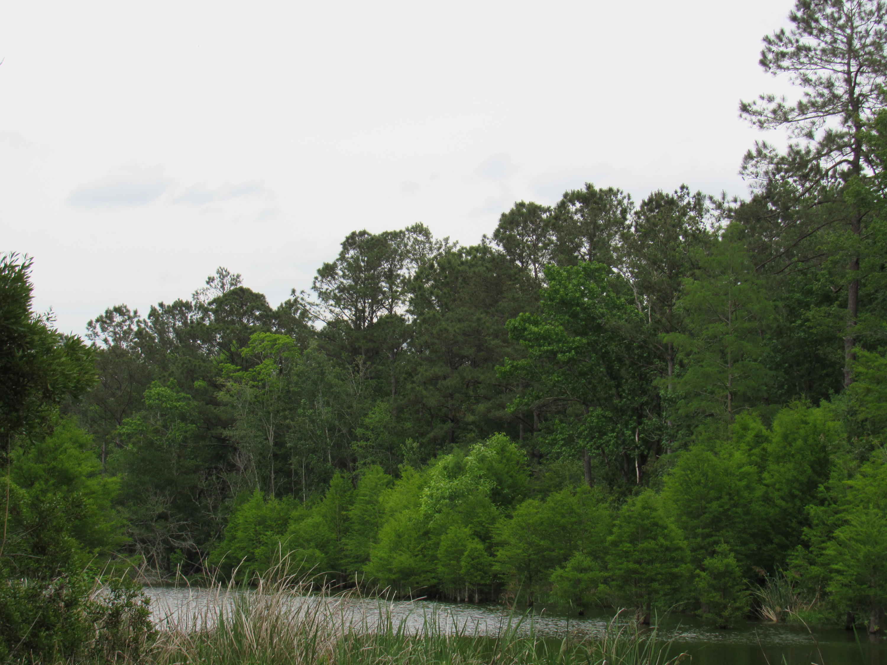 1434 Pinopolis Road Moncks Corner, SC 29461 - Photo 3 of 11 Fanny Branch