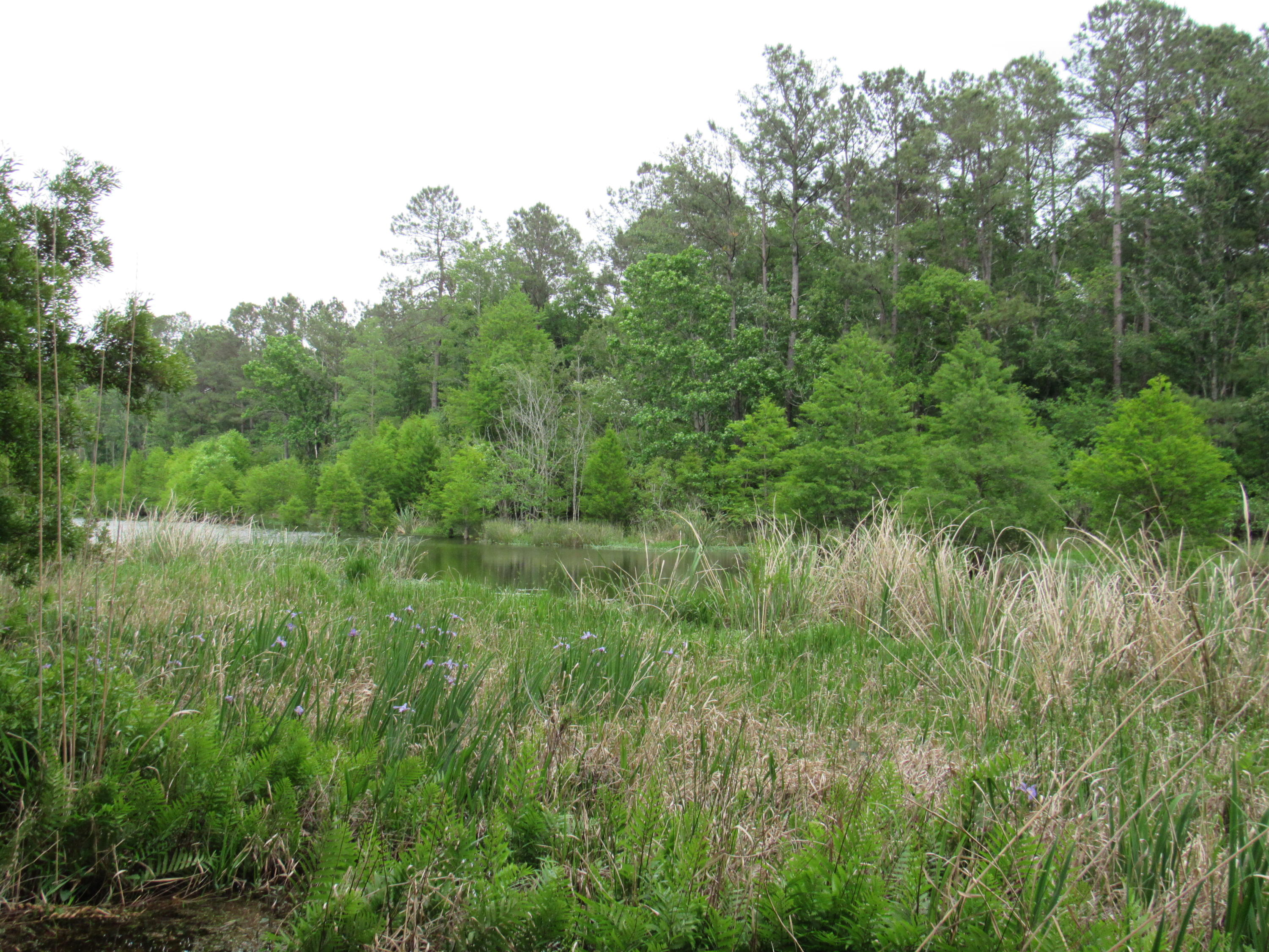 1434 Pinopolis Road Moncks Corner, SC 29461 - Photo 6 of 11 Fanny Branch