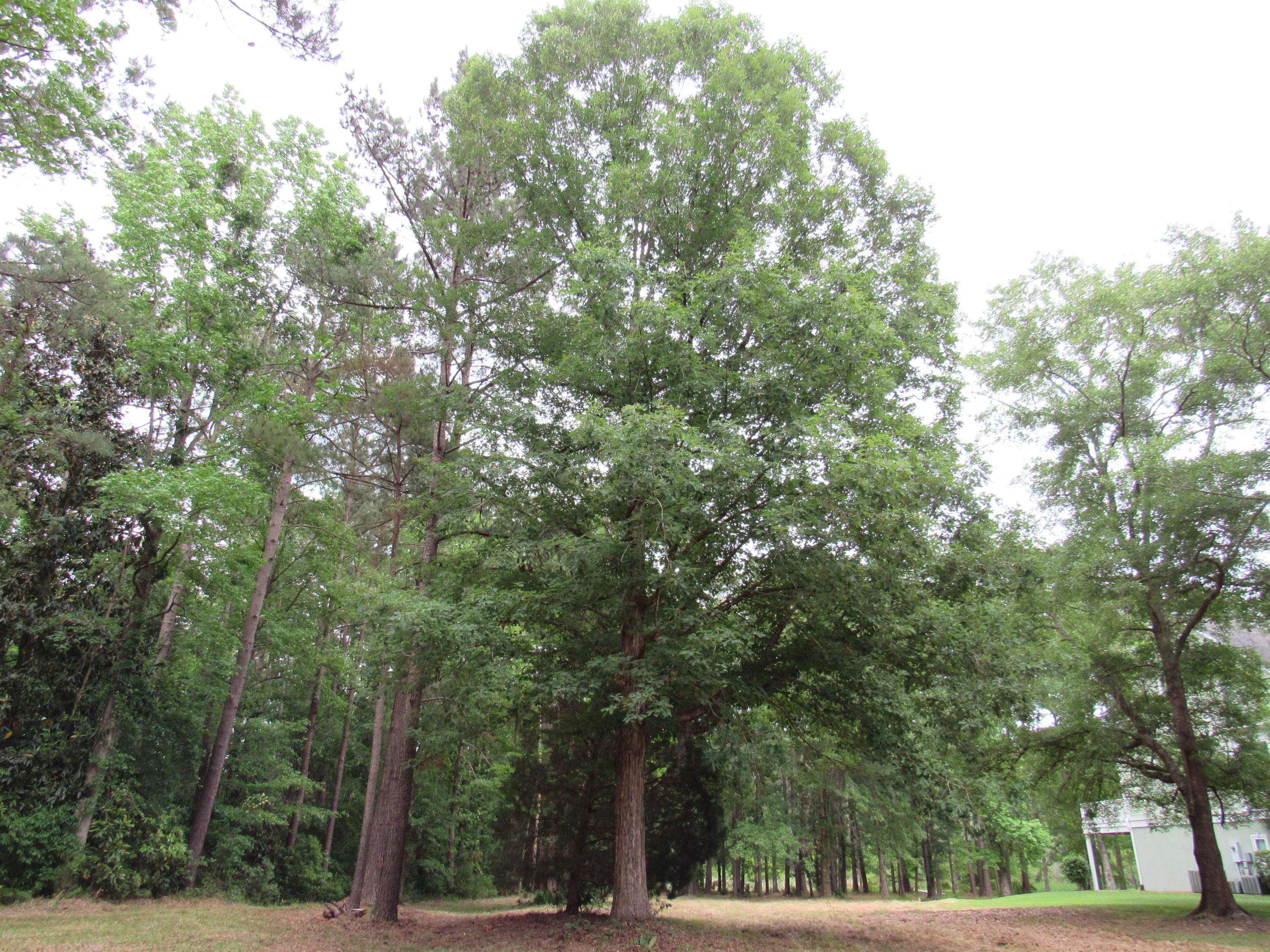 1434 Pinopolis Road Moncks Corner, SC 29461 - Photo 10 of 11 Hardwood & Pine Trees